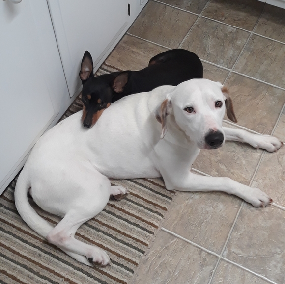 Meet your Posher, Kristen - Picture 2 of 5